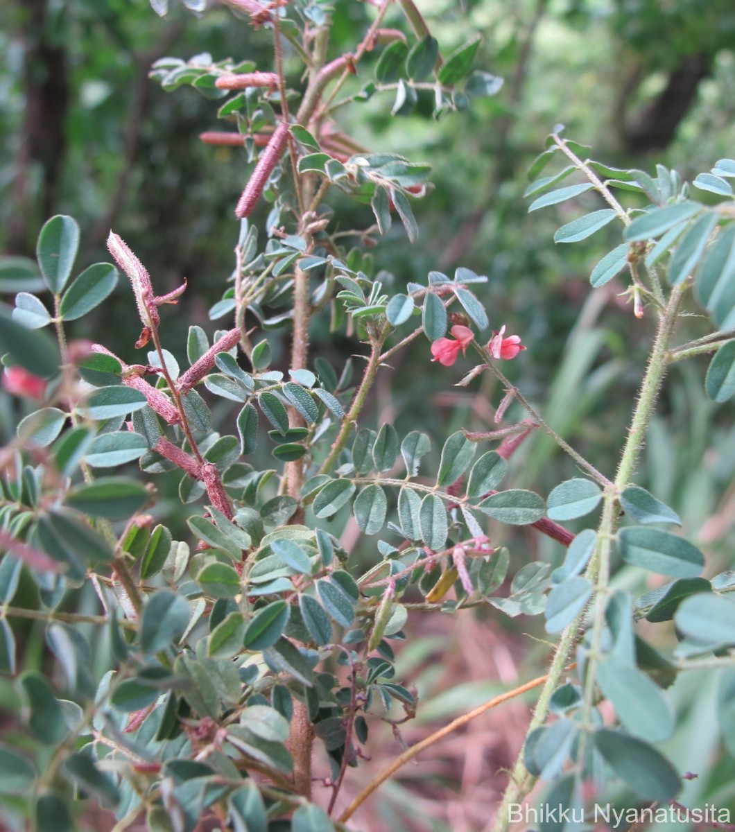 Indigofera colutea (Burm.f.) Merr.